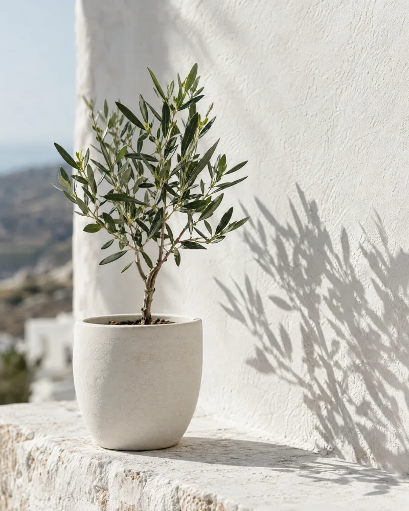 Young olive sapling growing in the sunlight